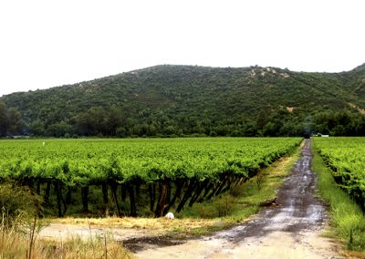 Cachapoal And Colchagua Valleys - 01 - Wine Wein Tours