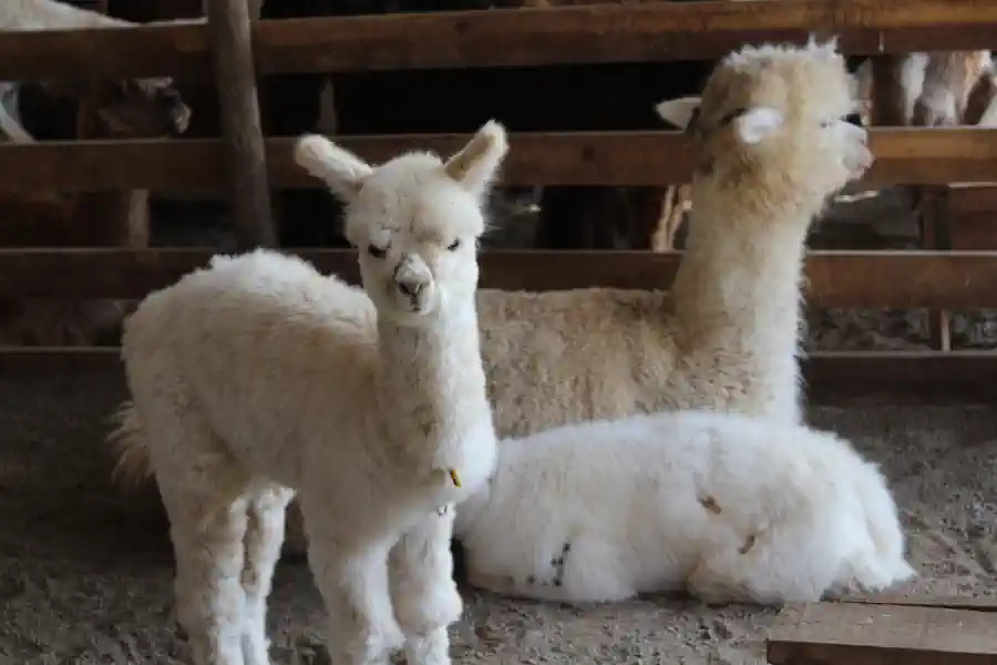 Aconcagua Wine Valley – Visit to a winery and alpaca farm