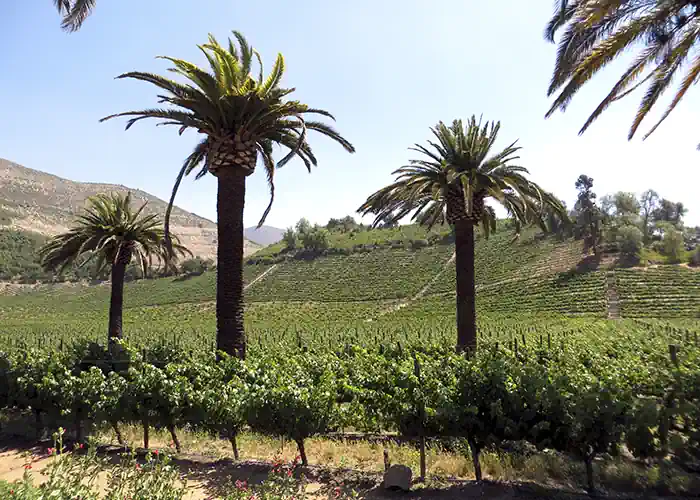 Discovering Aconcagua Valley 04 - Wine Wein Tours