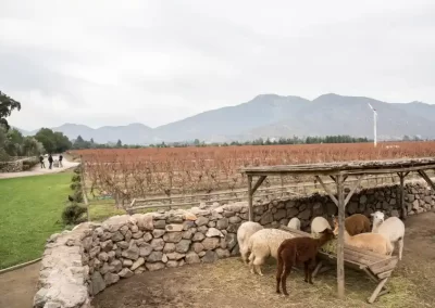 Nomadic Histories - 037 - Wine Wein Tours Chile